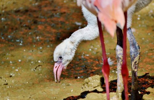 flamingo bird pink