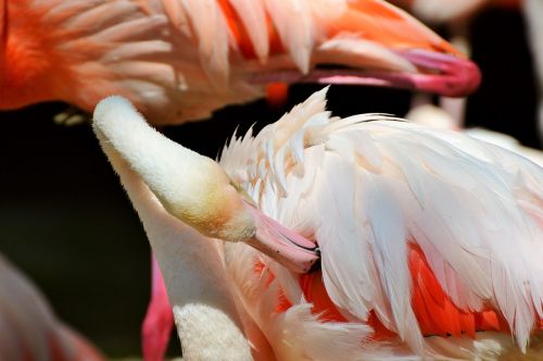 flamingo bird pink