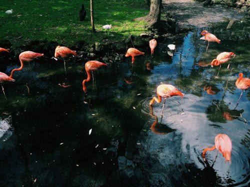 flamingo bird animal