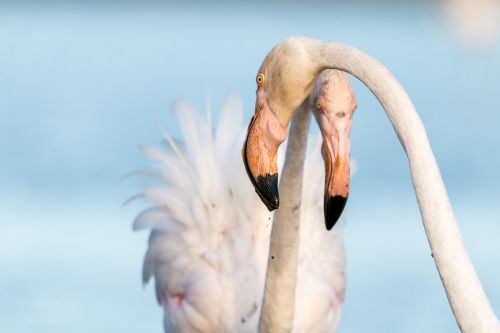 flamingo flamingos france