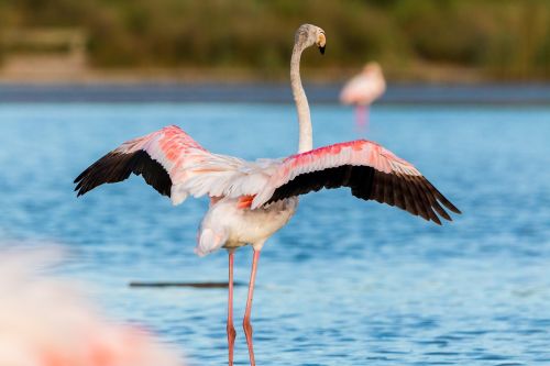 flamingo flamingos france