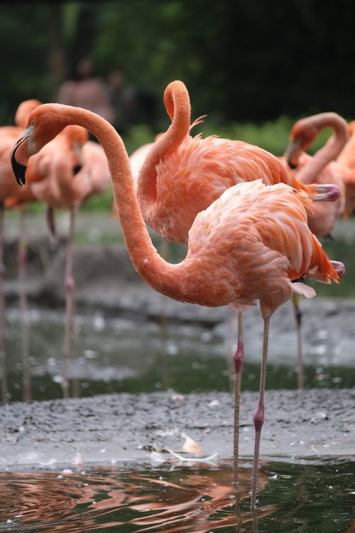 flamingo bird pink flamingo