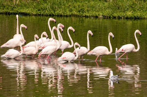 flamingo bird nature