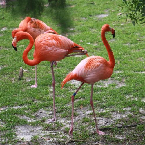 flamingo flamingos pink