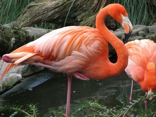 flamingo bird pink