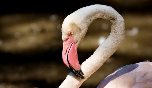 flamingo bird colorful