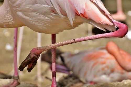 flamingo feet mud