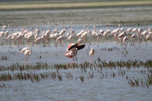 flamingo spain nature