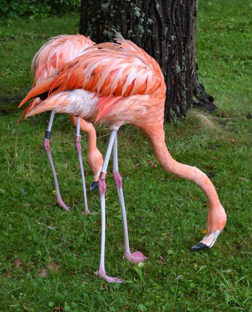 flamingo american flamingo caribbean flamingo