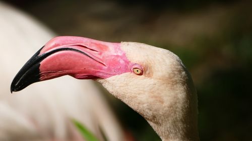 flamingo zoo water bird