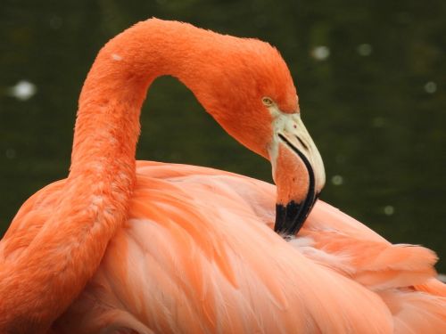 flamingo bird pink