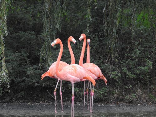 flamingo bird nature