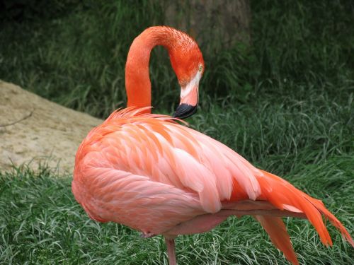 flamingo bird animal