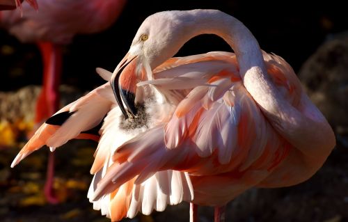 flamingo bird colorful