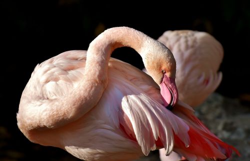 flamingo bird colorful