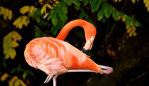 flamingo bird colorful