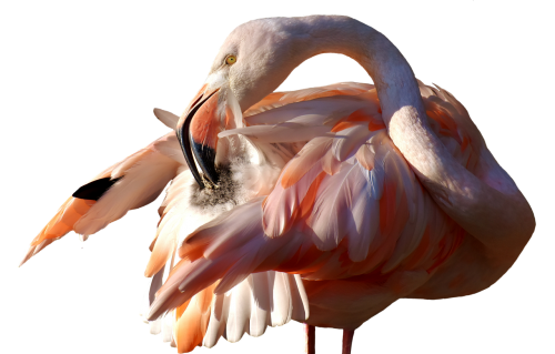 flamingo bird colorful