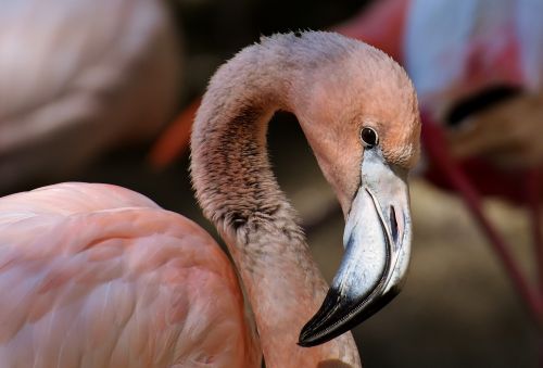 flamingo bird colorful