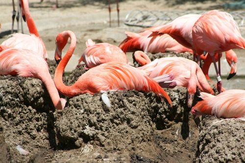 flamingo birds tall