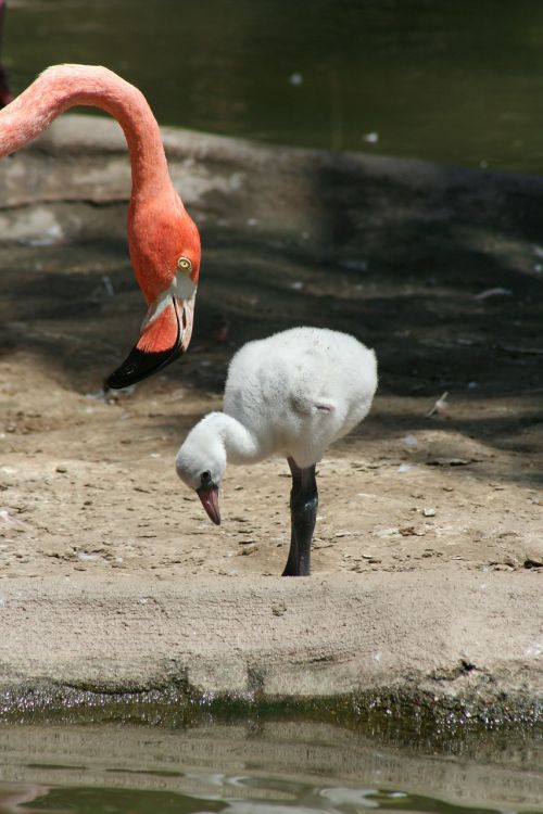 flamingo fledgling mother