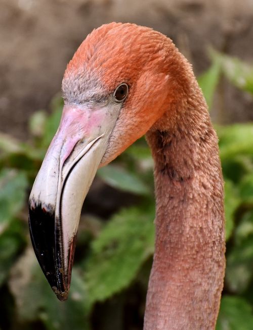 flamingo bird colorful