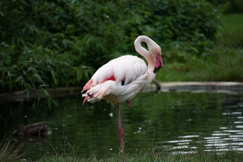 flamingo animal water bird