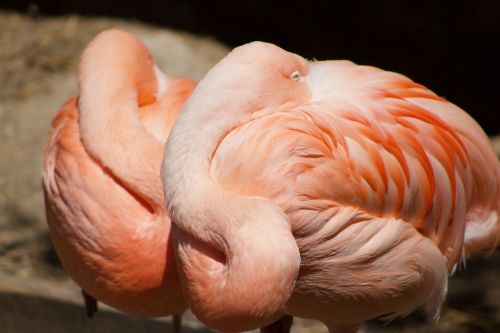 flamingo pink bird