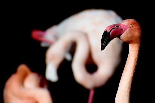flamingo pink flamingo bird