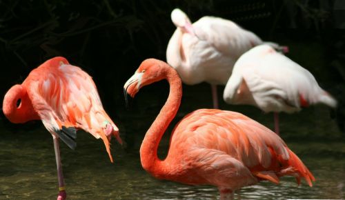 flamingo lesser bird