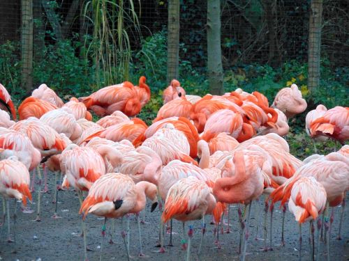 flamingo bird nature