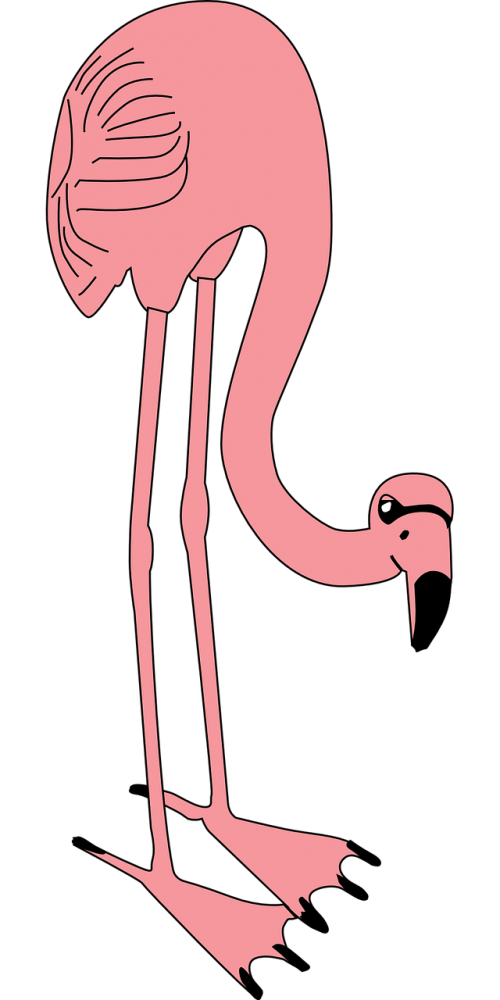 flamingo bird pink