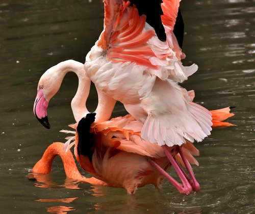 flamingo  bird  pairing