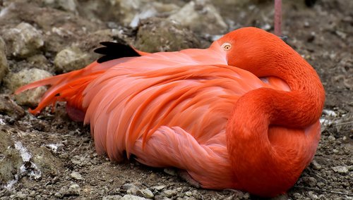 flamingo  bird  colorful