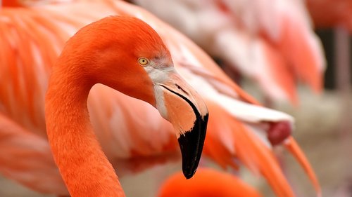 flamingo  bird  colorful