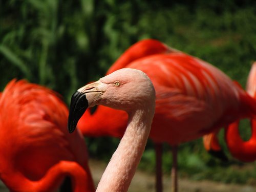 flamingo  pink  pink flamingo