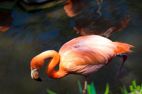 flamingo  pink  zoo