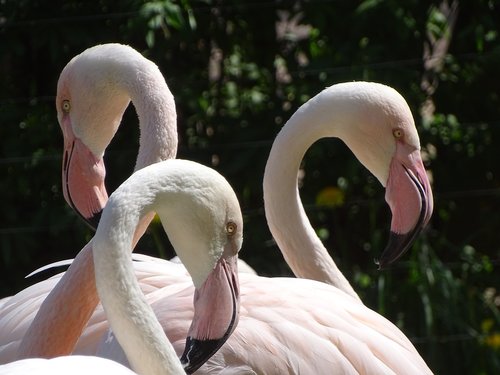 flamingo  pink  bird