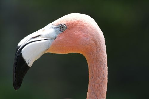 flamingo tropical color