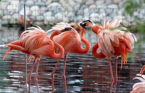 flamingo  phoenicopterus roseus  nature