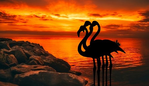 flamingo  dusk  sunset