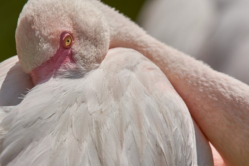 flamingo  sleep  pink flamingo