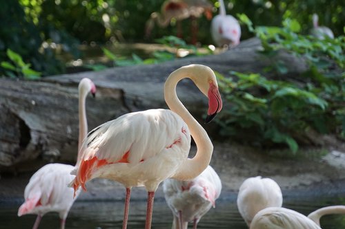 flamingo  flamingos  nature