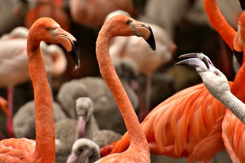 flamingo  bird  colorful