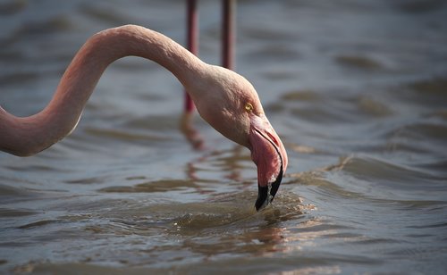 flamingo  pink  camargue