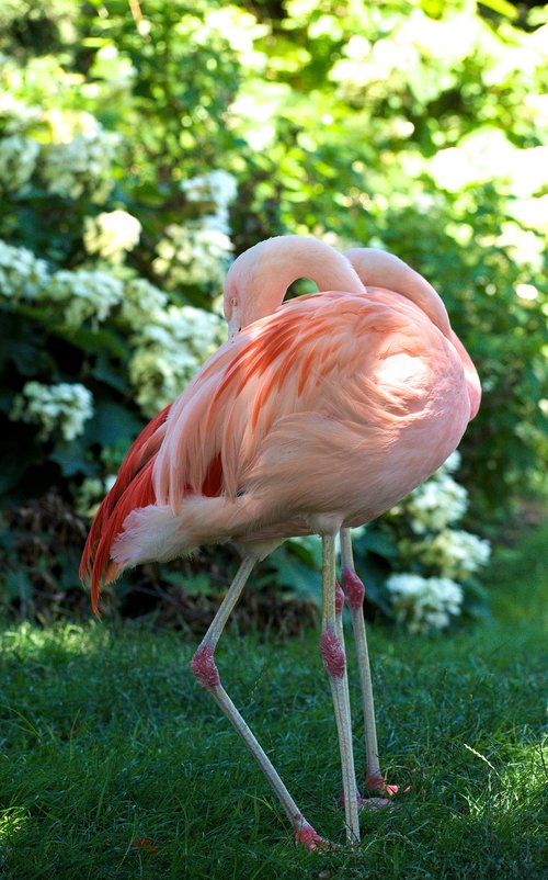 flamingo  pink  bird
