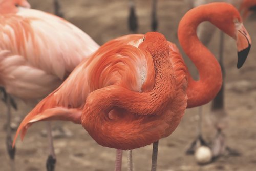 flamingo  two heads  funny