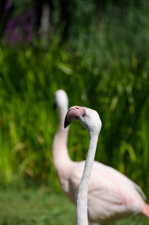 flamingo  zoo  bird