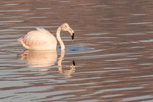 flamingo  swan  bird