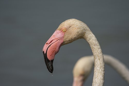 flamingo  camarque  bird