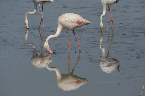 flamingo  camarque  water